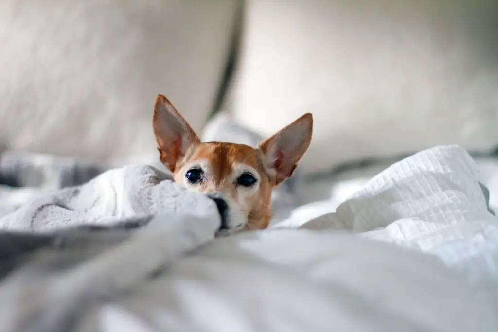 Brown Chihuahua dog peeps out between layers of white bedding.